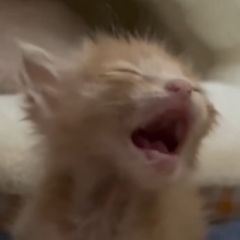 Larissa Sayuri Carvalho Takamura